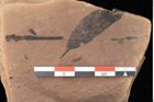 Foto (Detailsansicht) von Quercus palaeoilex Ettingshausen (NHMW-GEO-2024-0188-0853)